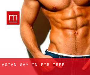 Asian Gay in Fir Tree