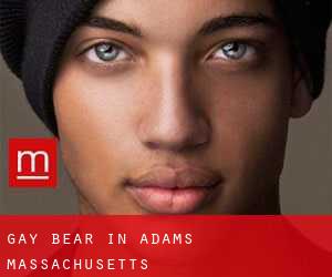Gay Bear in Adams (Massachusetts)